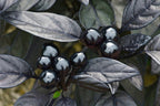 Black Pearl Hot Pepper Seeds, Edible Ornamental, Capsicum Annuum CH1510