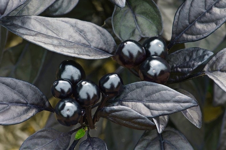 Black Pearl Hot Pepper Seeds, Edible Ornamental, Capsicum Annuum CH1510