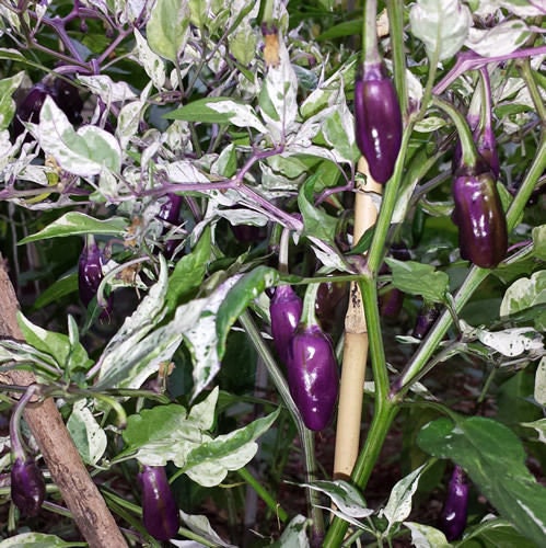Organic Purple Tiger Variegated Hot Pepper Seeds, Trifetti Capsicum Annuum CH1310