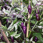Organic Purple Tiger Variegated Hot Pepper Seeds, Trifetti Capsicum Annuum CH1310