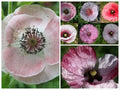 Mother of Pearl Corn Poppy Seeds, Pastel Shades, Organic Papaver Rhoeas PR011CR