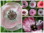 Mother of Pearl Corn Poppy Seeds, Pastel Shades, Organic Papaver Rhoeas PR011CR