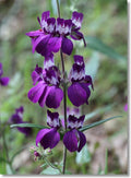 US Native Chinese Houses Seeds, Collinsia Heterophylla CN8050