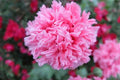 300 Pink Peony Poppy Seeds, Bread seed, PapaveR Paeoniflorum PS193CR