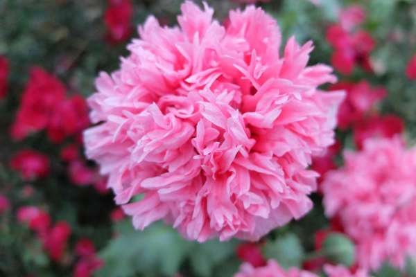 300 Pink Peony Poppy Seeds, Bread seed, PapaveR Paeoniflorum PS193CR