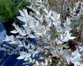 Moon Lagoon Dwarf Eucalyptus seeds, Indoor House Plant, Eucalyptus Lutens EU0210