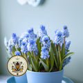 AZURE GRAPE HYACINTH