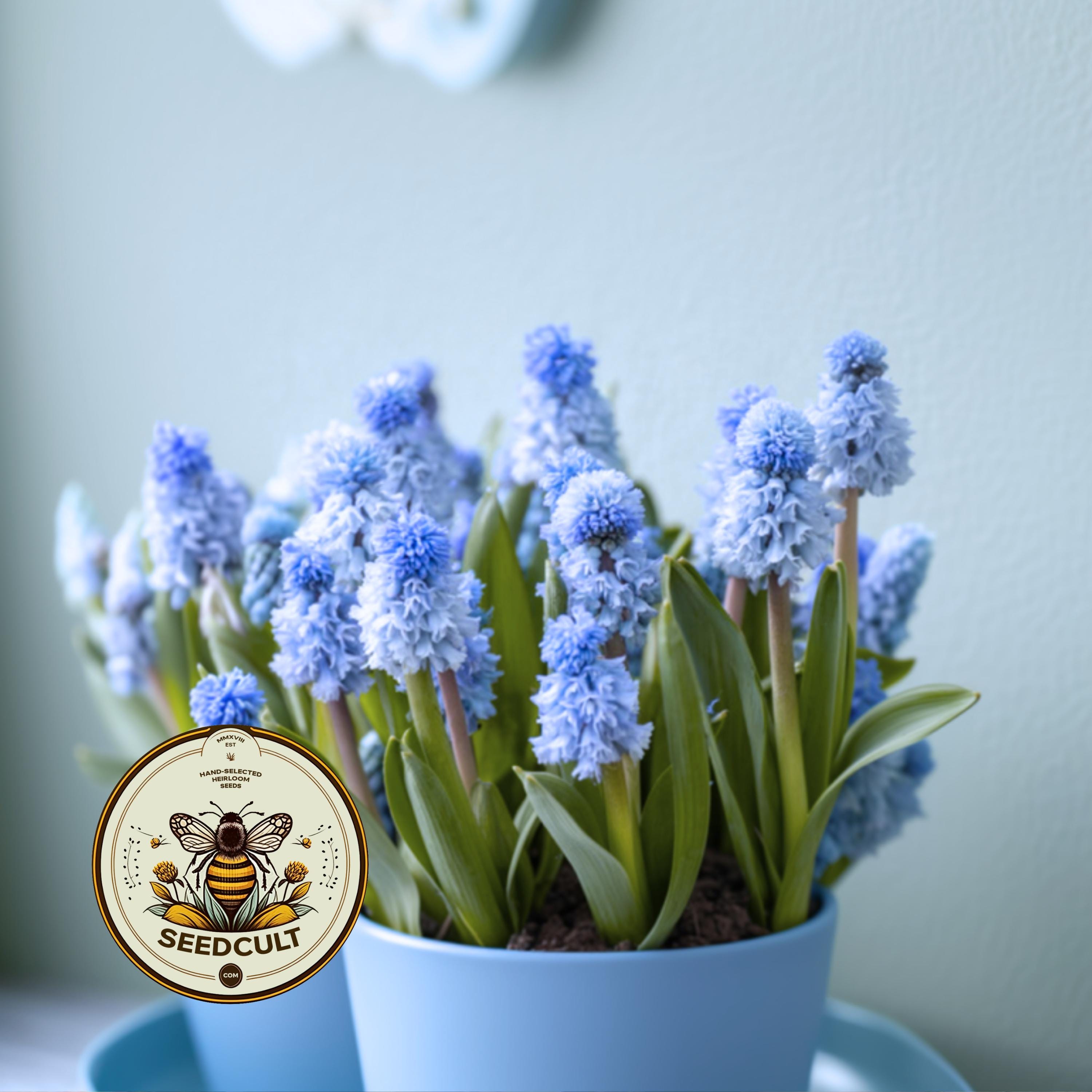 AZURE GRAPE HYACINTH