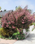 Manuka Tree Seeds, Manuka Honey, Broom Tea Tree, Leptospermum Scoparium LE2050