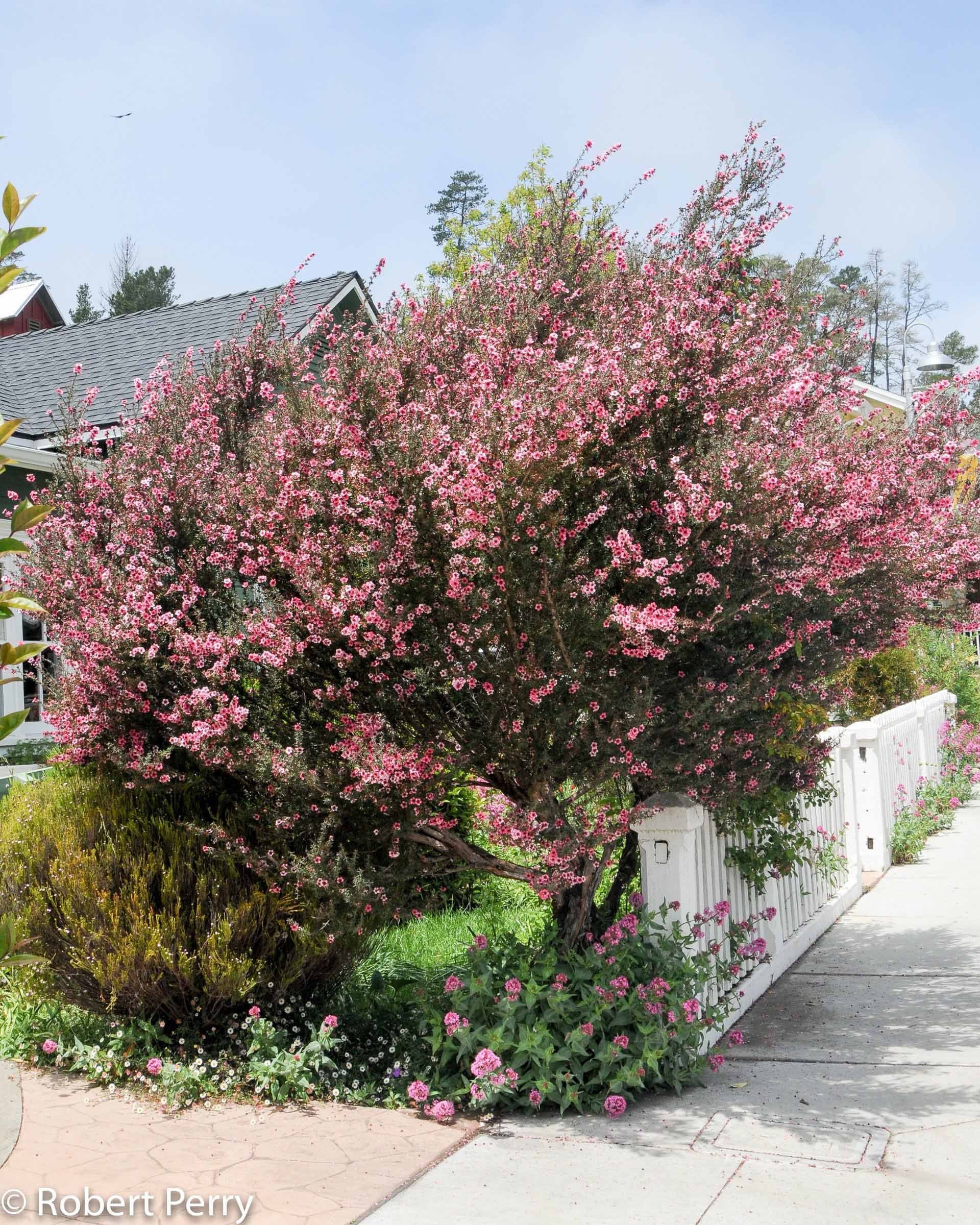 Manuka Tree Seeds, Manuka Honey, Broom Tea Tree, Leptospermum Scoparium LE2050