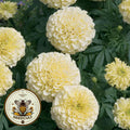 French Vanilla Marigold Seeds, African, Ivory Tagetes Erecta TG4550