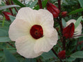 Organic True Roselle Seeds, Hibiscus sabdariffa HI0220