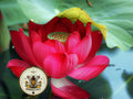 Red Sacred Lotus Bonsai Seeds, Nelumbo Nucifera, For growing in Pond or Water Bowl NE8106