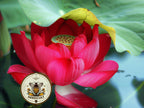 Red Sacred Lotus Bonsai Seeds, Nelumbo Nucifera, For growing in Pond or Water Bowl NE8106
