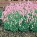 Pink Lavender seeds, Lavandula Augustifolia Rosea LA0220