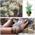 Henna Seeds, Dye Plant, Lawsonia Inermis, LW011C