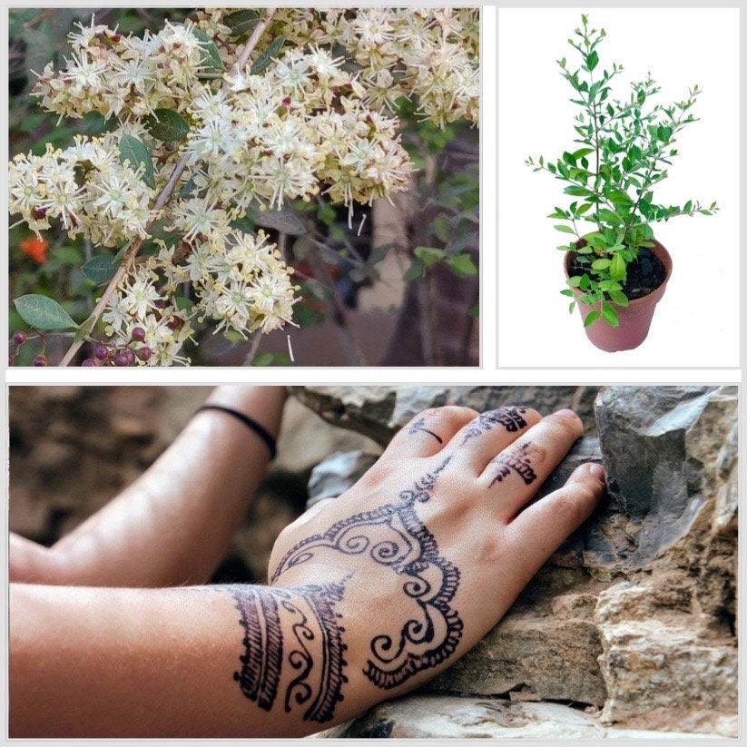 Henna Seeds, Dye Plant, Lawsonia Inermis, LW011C
