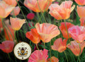 Apricot Chiffon California Poppy Seeds, Thai Silk Eschscholzia Californica, EZ0425