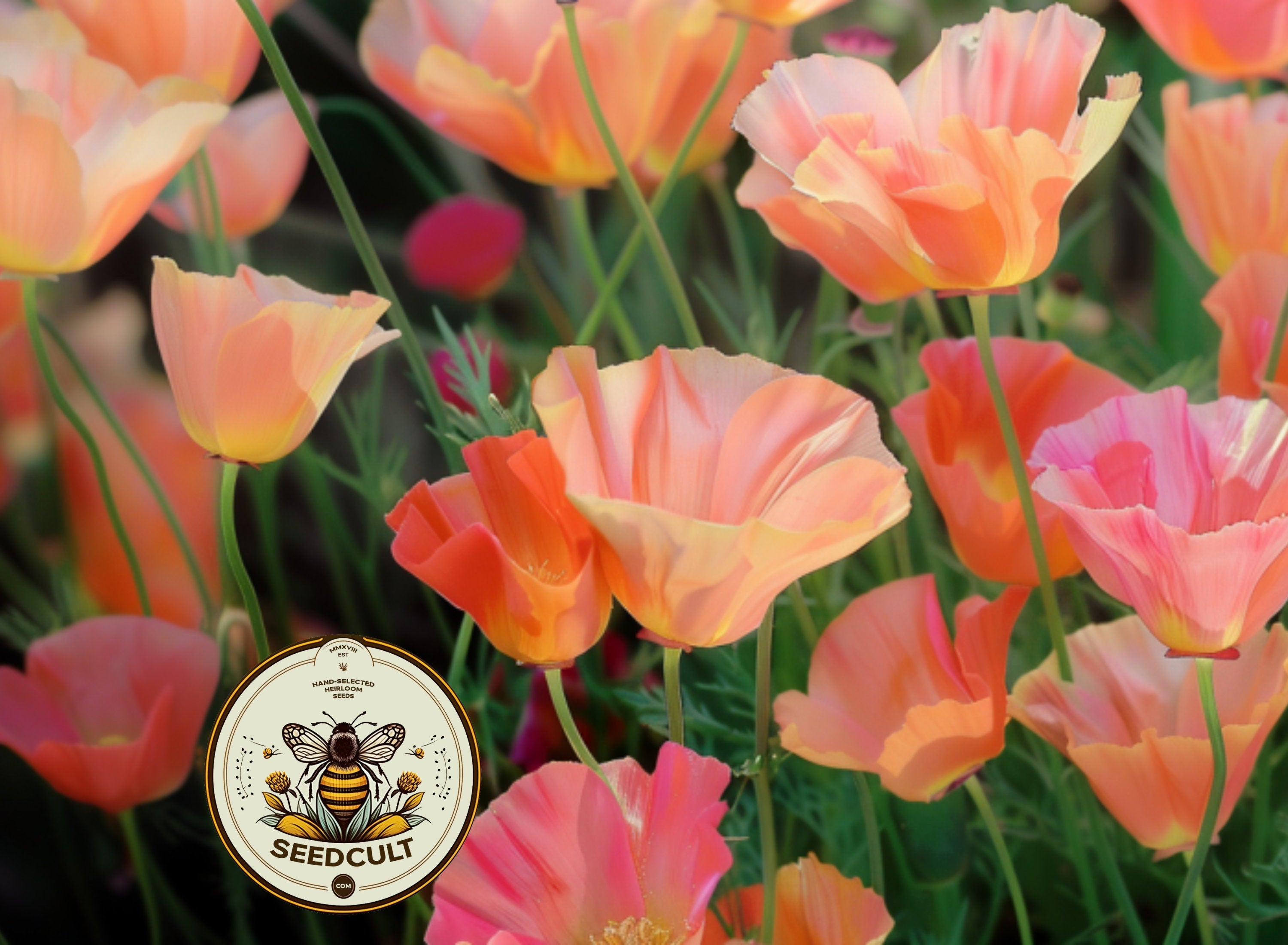 Apricot Chiffon California Poppy Seeds, Thai Silk Eschscholzia Californica, EZ0425