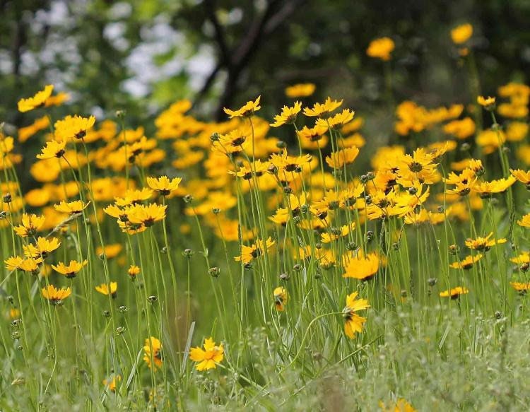 Bulk 2000 Coreopsis Leavenworthii Seeds, Renamed Coreopsis Floridana, Native US, North American Wildflowers, Florida State Wildflower,CO422M