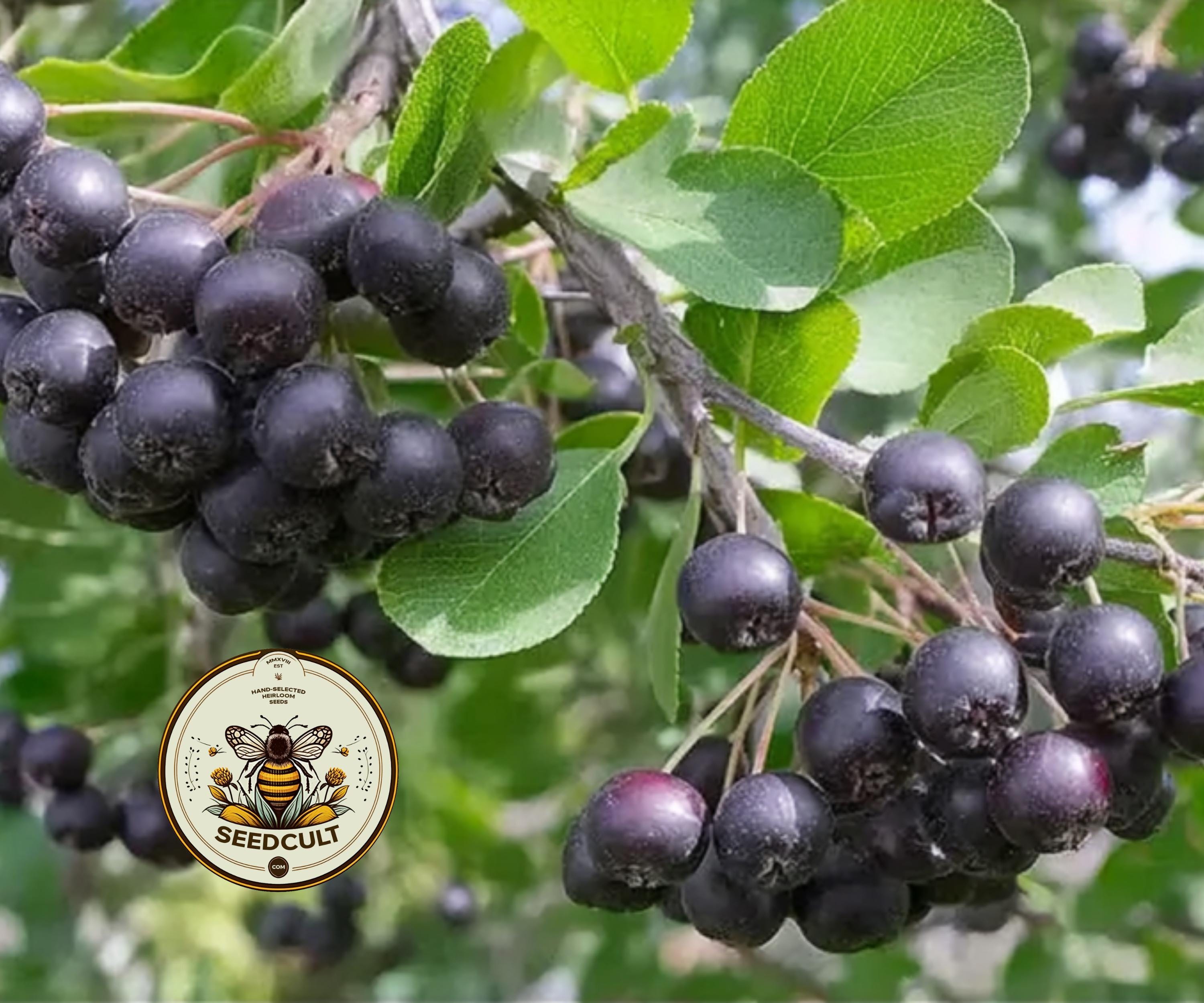 BLACK CHOKEBERRY