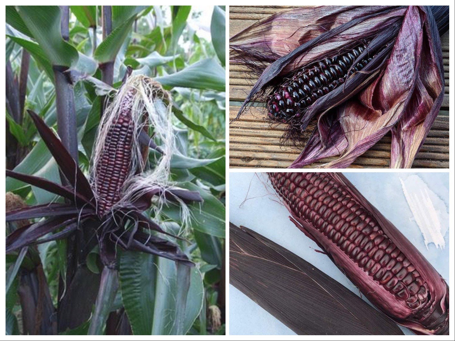 Double Red Sweet Corn Seeds, Organic Zea Mays ZM0125