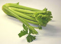 3000 Bulk Tall Utah Celery Seeds, Heirloom AP013M