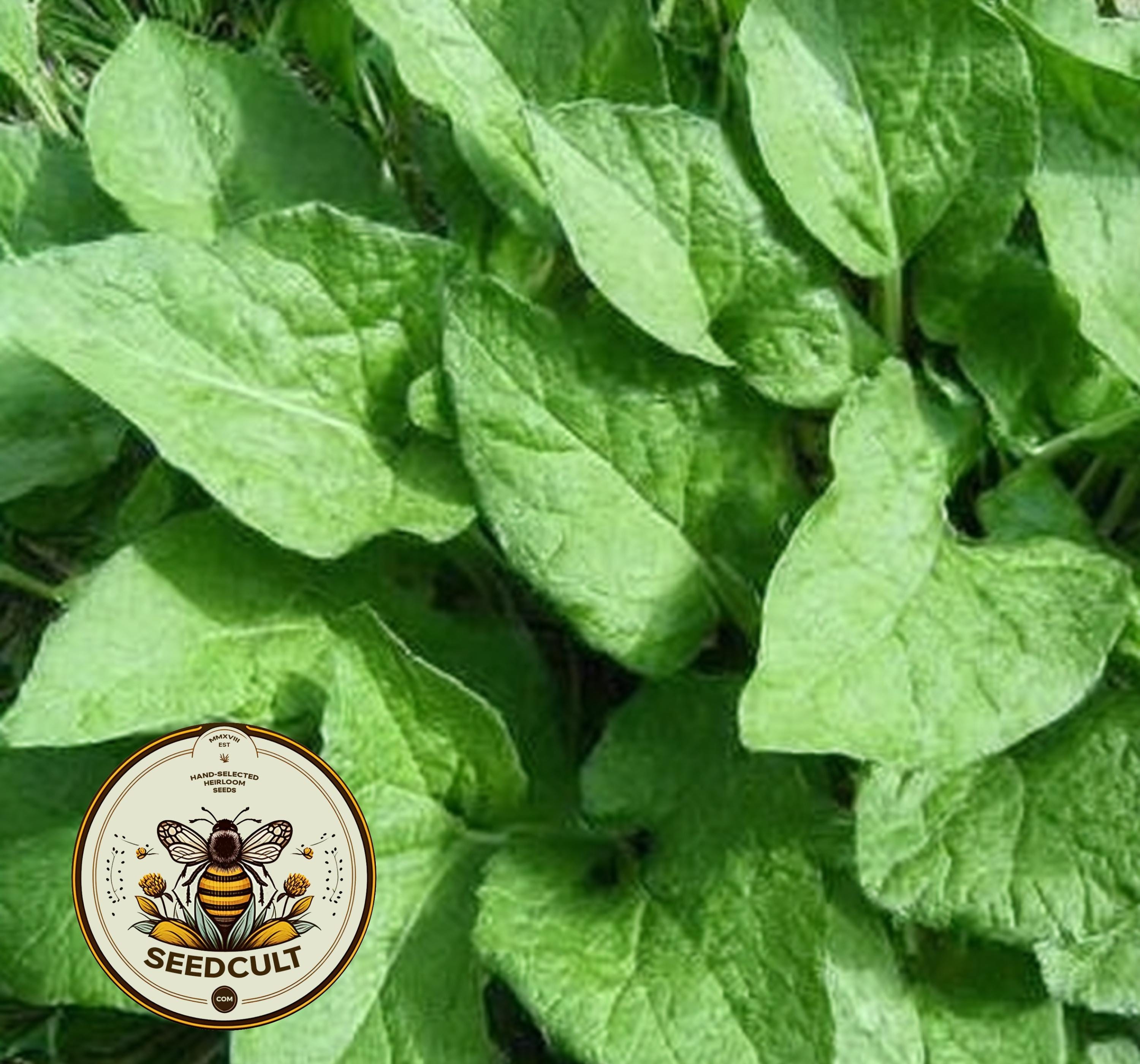NEW! Good King Henry Seeds, Blitum Bonus-Henricus (formerly Chenopodium) BL9050
