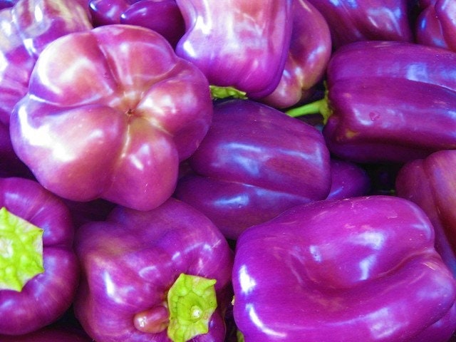 40 Organic Sweet Lilac Bell Pepper Seeds, Sweet Peppers, Capsicum Annuum CS0340