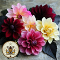 Diablo Black Leaved Dahlia Seeds, Dahlia Variabliis DH0820