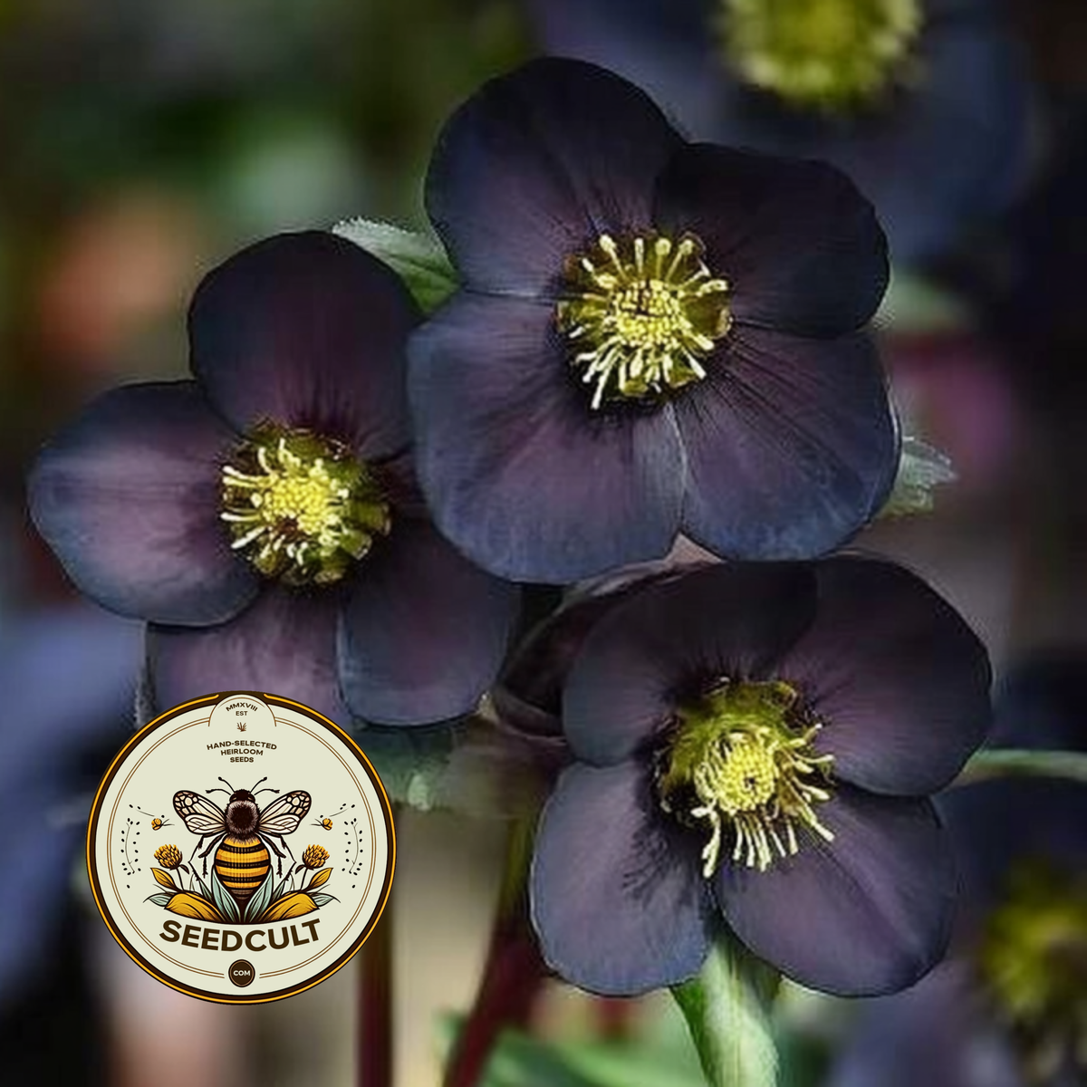 Black Beauty Hellebore Seeds, Helleborus Orientalis, Gothic Garden, HL7010