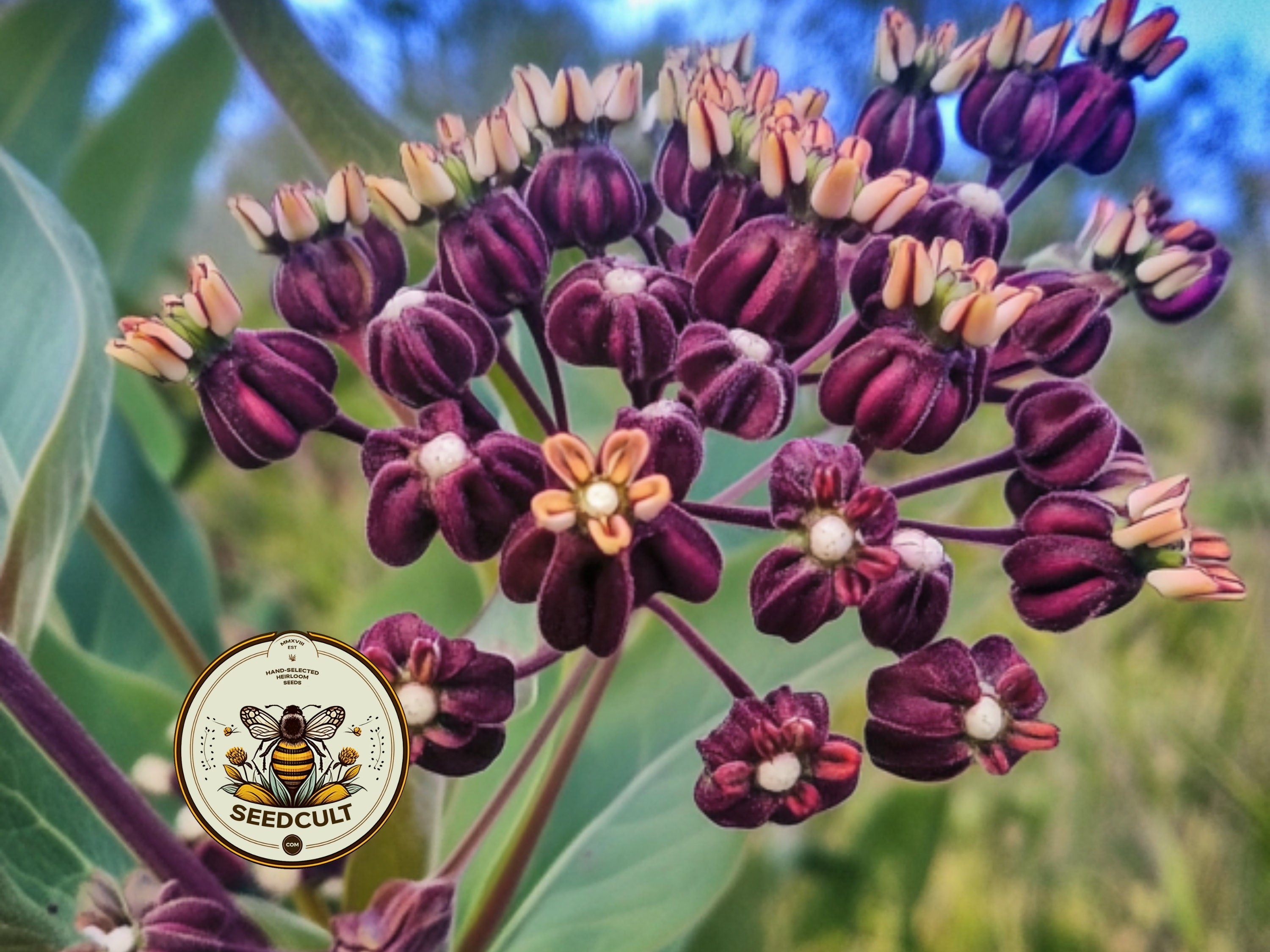 Heartleaf Milkweed Seeds, Asclepias Cordifolia, Rare Native Milkweed MW1010