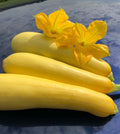 Bulk Straightneck Yellow Squash Seeds, Summer Squash Bulk, Curcubita Pepo CB011C