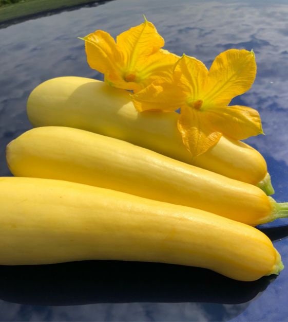 Bulk Straightneck Yellow Squash Seeds, Summer Squash Bulk, Curcubita Pepo CB011C