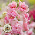 NEW! Sweet Duet Appleblossom Snapdragon Seeds, Double Flowering, Ruffled Antirrhinum Majus AN5925P
