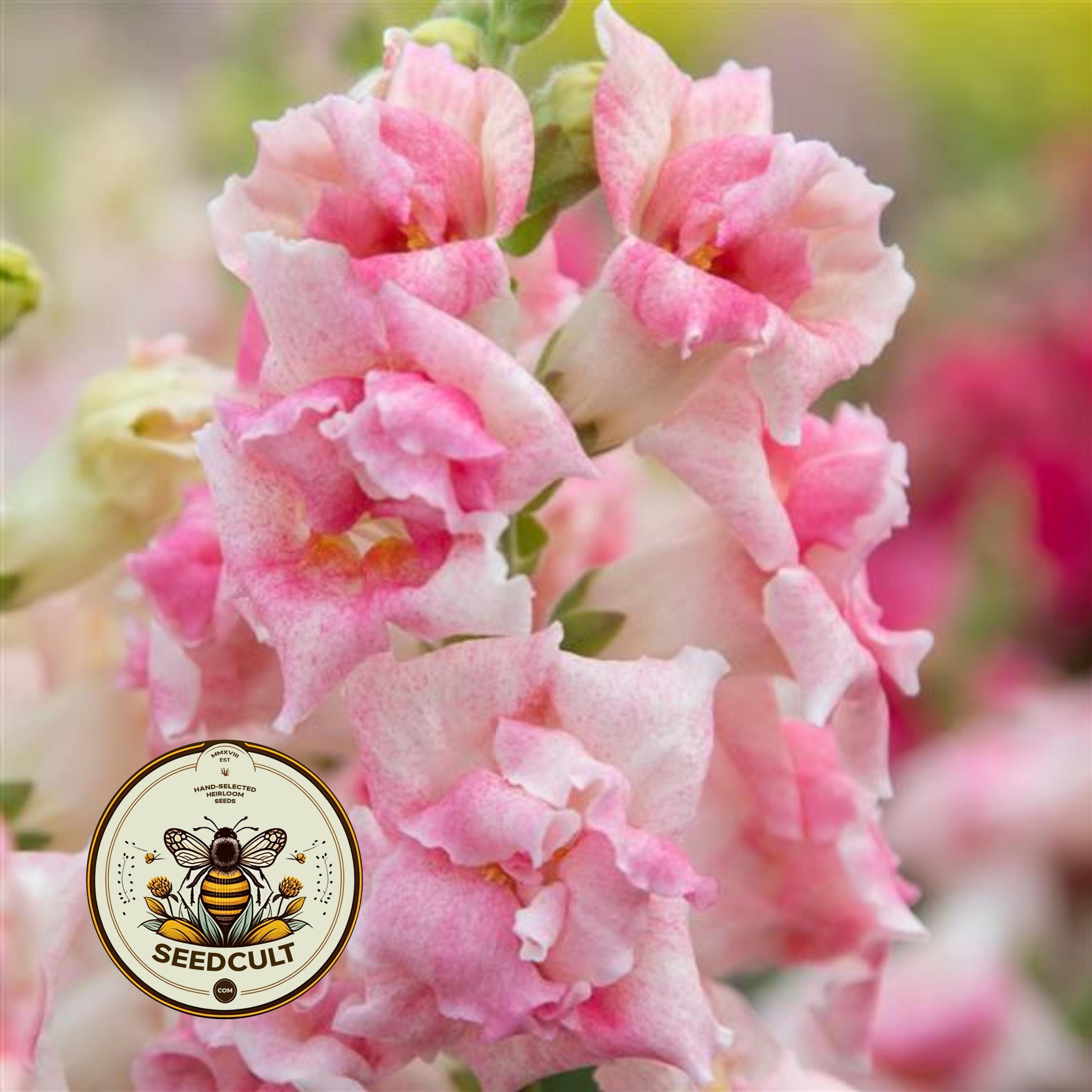 NEW! Sweet Duet Appleblossom Snapdragon Seeds, Double Flowering, Ruffled Antirrhinum Majus AN5925P