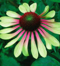 Green Twister Echinacea Seeds, Coneflower, Medicinal Plants, Flowers, Herbs, Purpurea EC0310