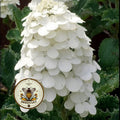 Oak Leaf Hydrangea