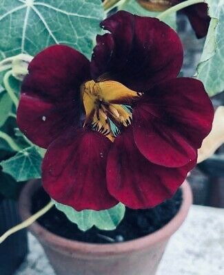Black Velvet Nasturtium Seeds, Edible Flowers, Dwarf, Tropaeolum majus TR0225