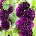 Chater's Purple Double Hollyhock Seeds, Alcea Rosea AL8220