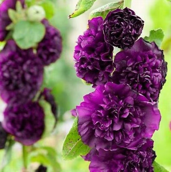 Chater's Purple Double Hollyhock Seeds, Alcea Rosea AL8220