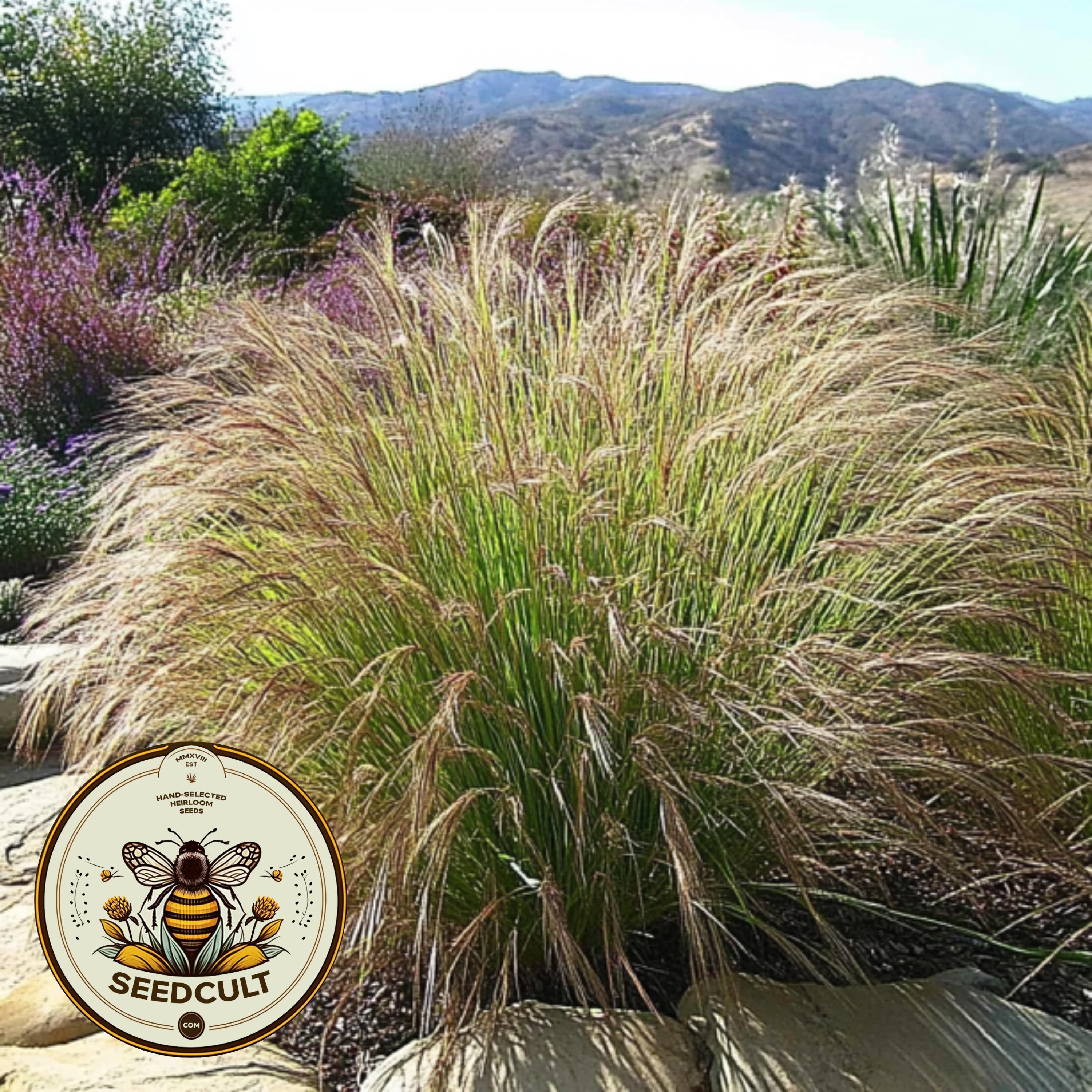 Native Nodding Stipa Grass Seeds, California Native, Nassella Ceruna, Beneficial Grasses, Drought Tolerant, NS011C