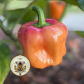 SUNSET PEACH SCOTCH BONNET HOT PEPPER