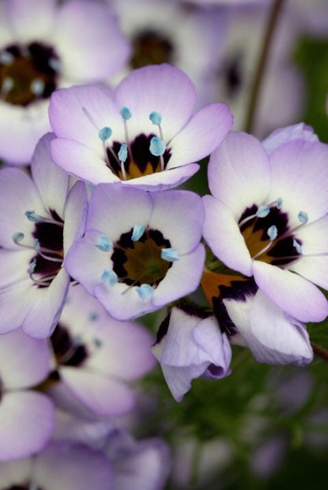 500 Bird‚Äôs Eye Gilia Seeds, Gilia Tricolor, Purple Trumpet Shaped Flower GI015C