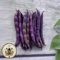 NEW! Purple Podded Pole Beans, Phaseolus Vulgaris, PV1125