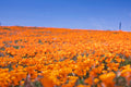 Bulk California Poppy Seeds, Eschscholzia Californica, Orange Poppies EZ015C