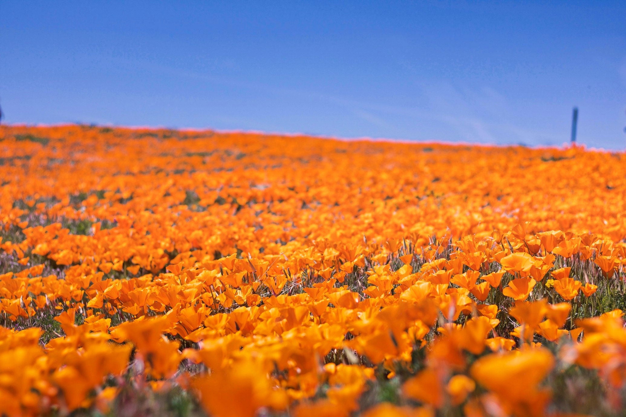 Bulk California Poppy Seeds, Eschscholzia Californica, Orange Poppies EZ015C