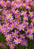 American Dream Coreopsis Seeds, Native US, North American Wildflowers, Coreopsis Rosea CO4125