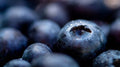 Northern Highbush Blueberry, Vaccinium Corymbosum VC0150