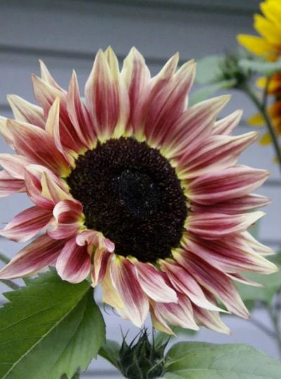 Plum Sunflower Seeds, Pro-Cut, Helianthus Annuum, Deep Purple HA1320